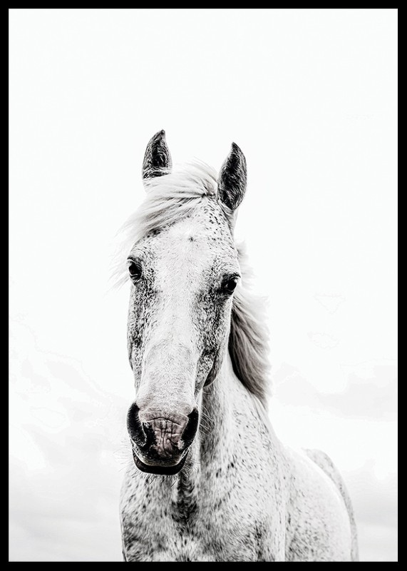 White Horse Up Close-2