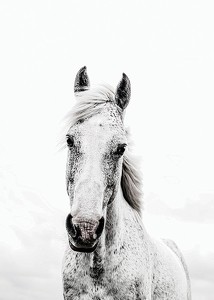 White Horse Up Close-3
