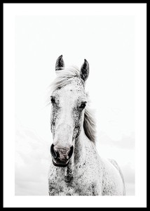White Horse Up Close-0