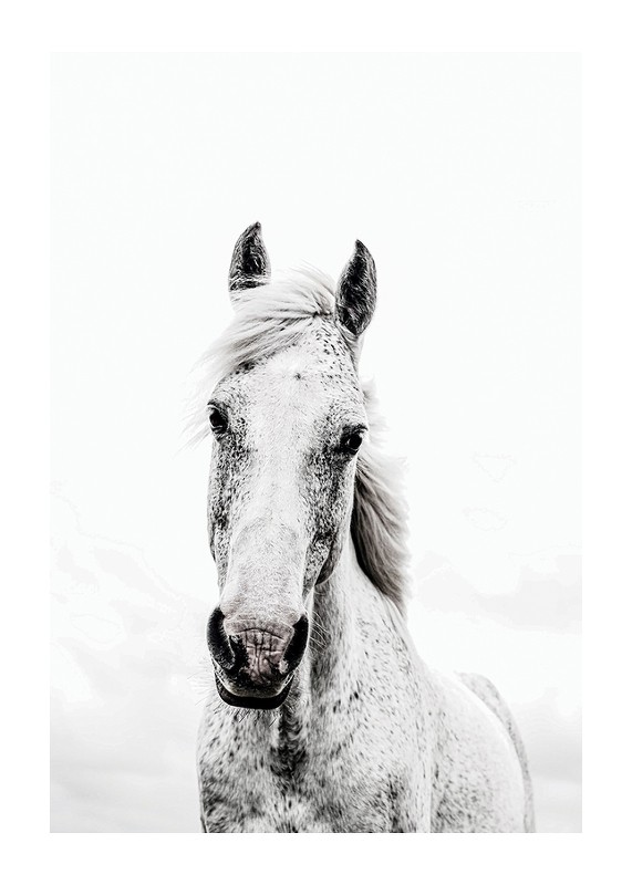 White Horse Up Close-1