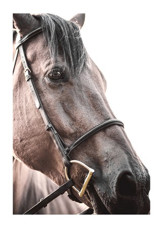  Brown Horse Up Close