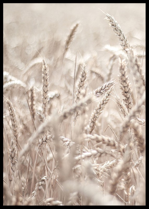 Wheat Accumulation-2