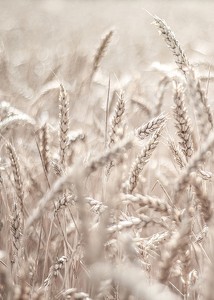 Wheat Accumulation-3