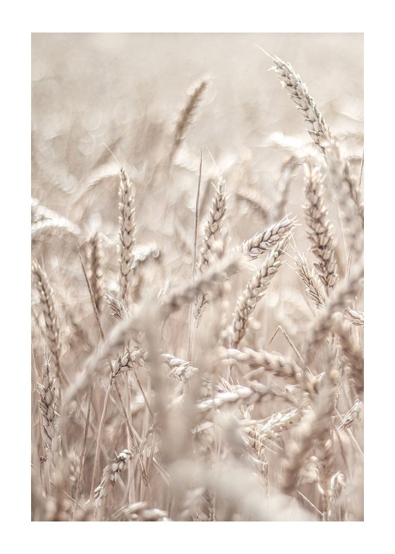 Wheat Accumulation-1