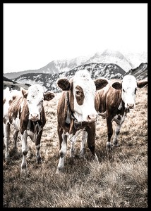 Cattle In Field-2