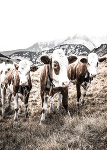 Cattle In Field-3