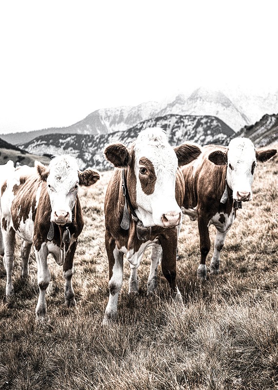 Cattle In Field-3