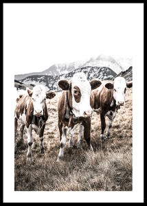 Cattle In Field-0