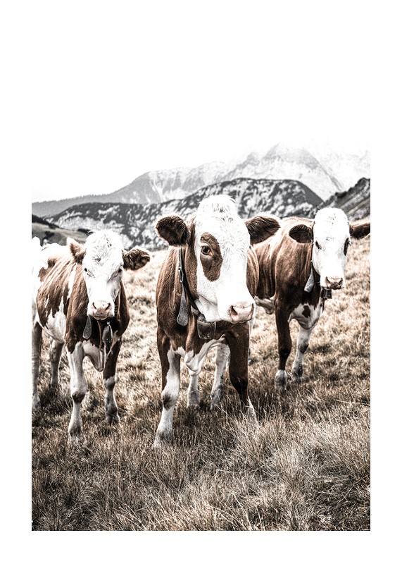 Cattle In Field-1