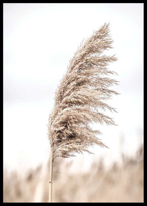 Dry Reeds No4-2