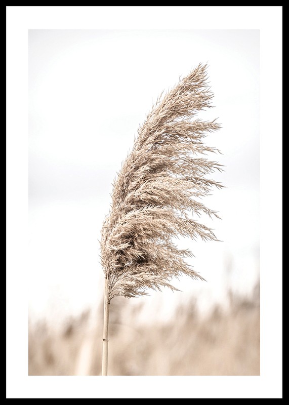 Dry Reeds No4-0