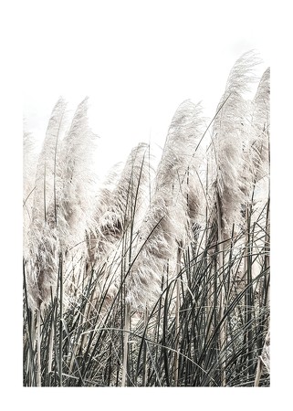 Poster Wild Grass Tall