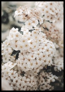 White Spring Flowers-2
