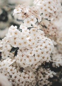 White Spring Flowers-3