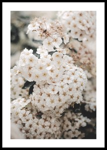 White Spring Flowers-0