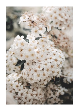 Poster White Spring Flowers