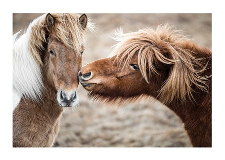 Poster Cute Horses