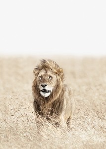 Lion On The Savannah-3