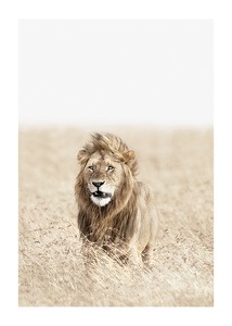 Lion On The Savannah-1