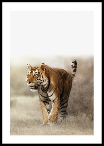 Tiger Walk-0