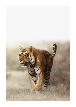 Poster Tiger Walk