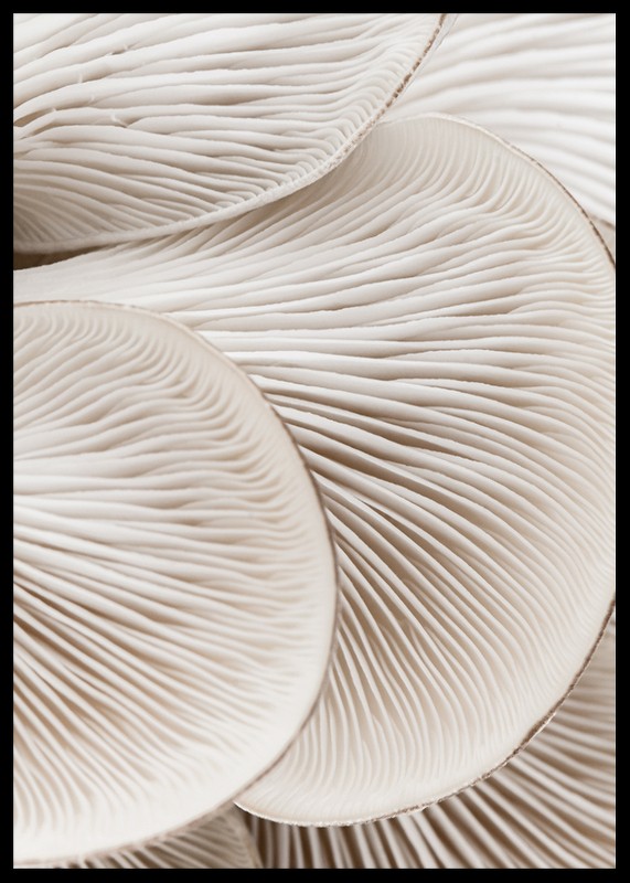 Mushrooms Close Up-2