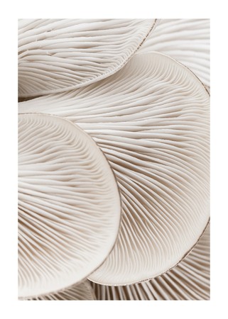  Mushrooms Close Up