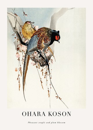 Poster Pheasant Couple And Plum Blossom By Ohara Koson