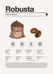 Robusta Coffee Beans-3