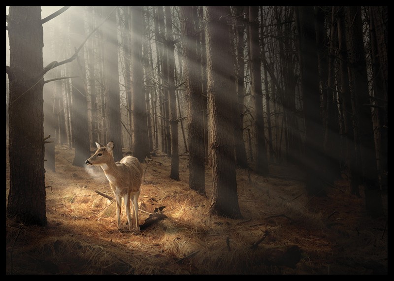 Deer In Forest-2