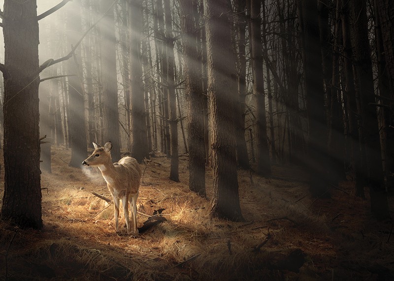 Deer In Forest-3