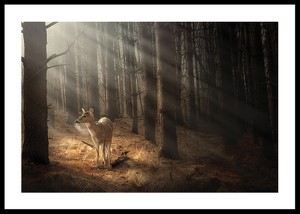 Deer In Forest-0
