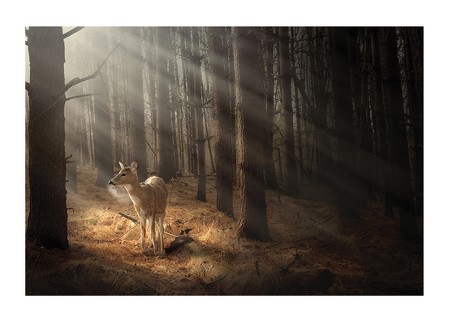 Poster Deer In Forest
