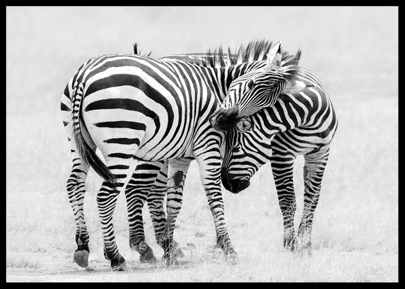Zebras B&W-2