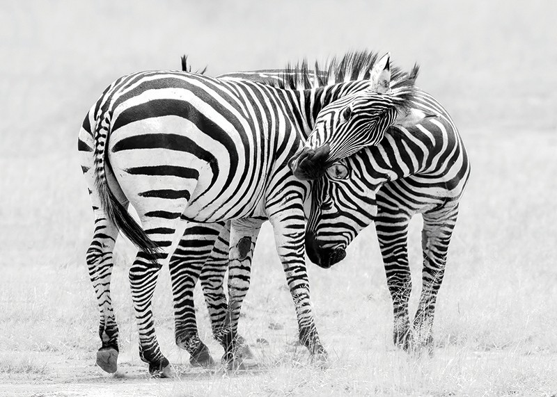 Zebras B&W-3