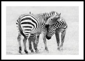 Zebras B&W-0