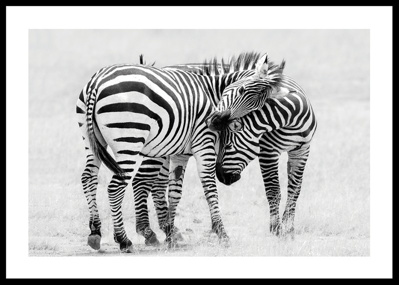 Zebras B&W-0