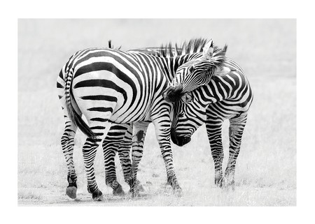 Poster Zebras B&W