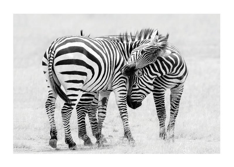 Zebras B&W-1