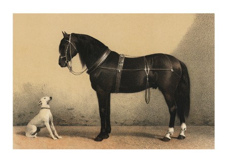 Poster Horse And Hound