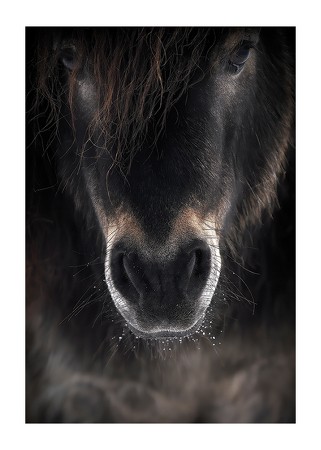 Poster Horse Mule
