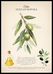 Olive Olea Europaea-0