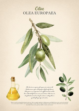 Poster Olive Olea Europaea