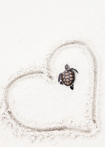 Baby Turtle On Beach-3
