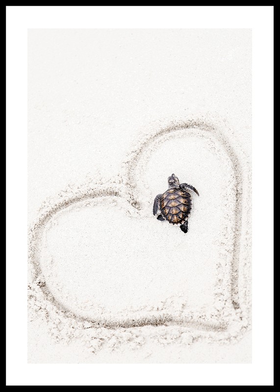 Baby Turtle On Beach-0
