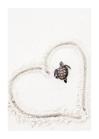 Poster Baby Turtle On Beach