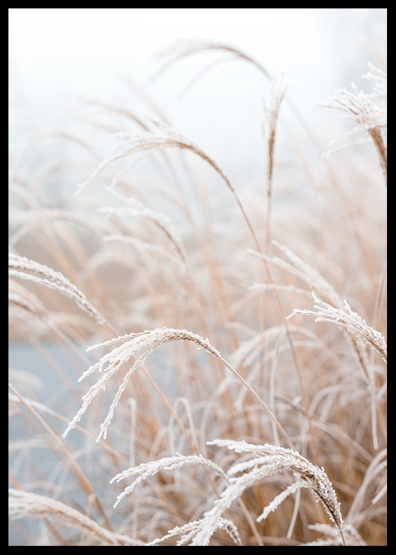Frosted Pampas Grass-2