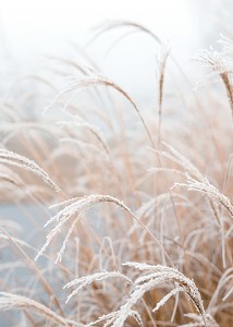 Frosted Pampas Grass-3