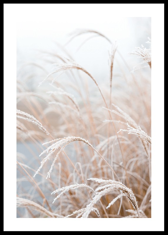 Frosted Pampas Grass-0