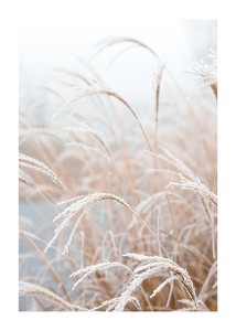 Frosted Pampas Grass-1